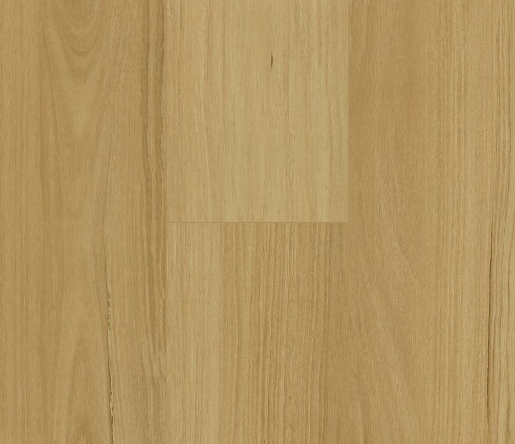 Blackbutt