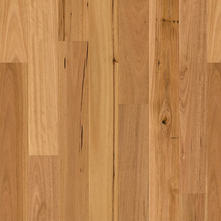 Blackbutt