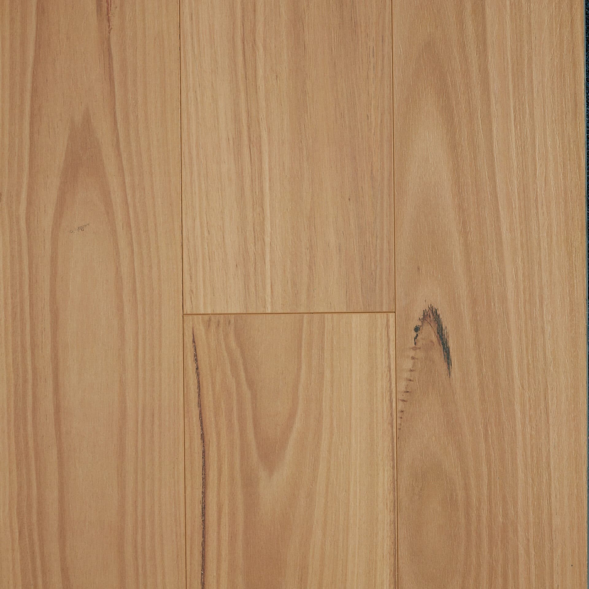 Blackbutt