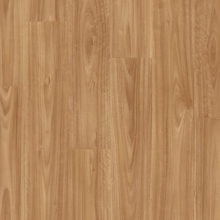 Blackbutt
