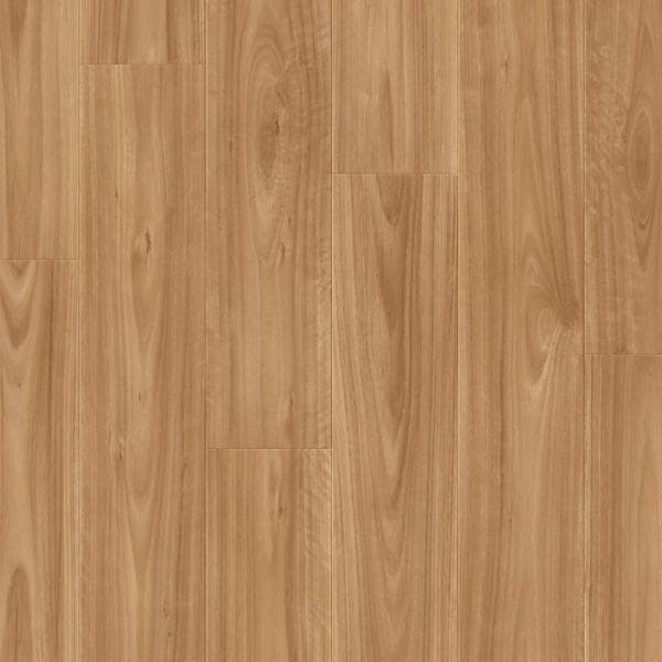 Blackbutt