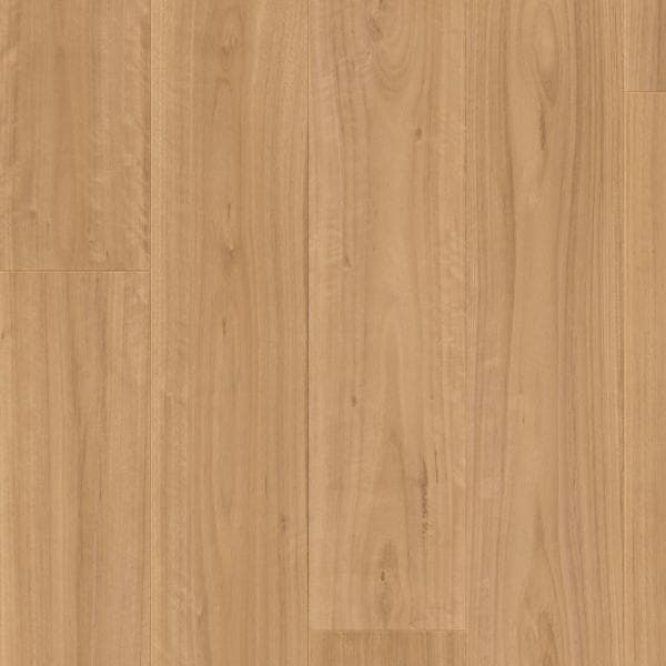 Blackbutt