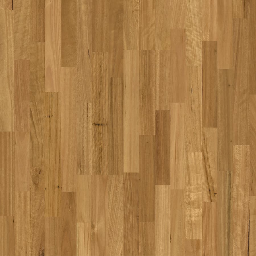 Blackbutt
