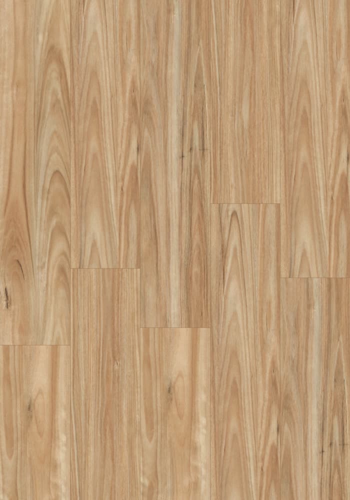 Smooth Blackbutt
