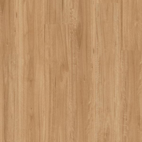 Bleached Blackbutt