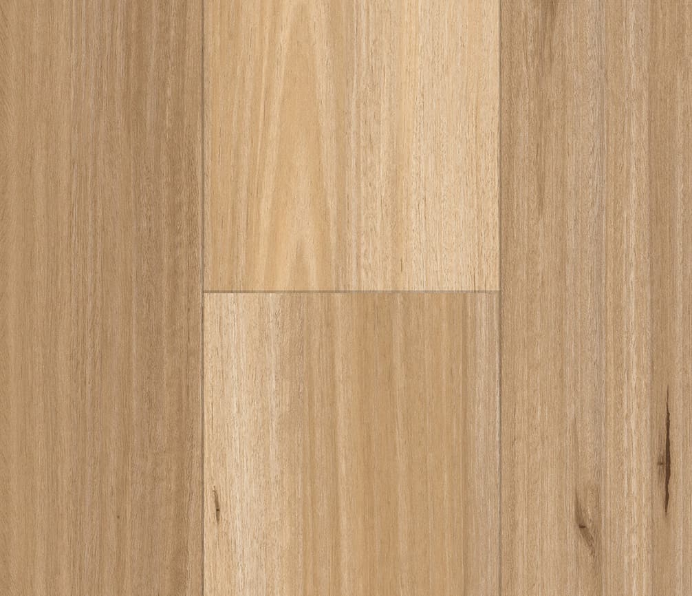 Blackbutt