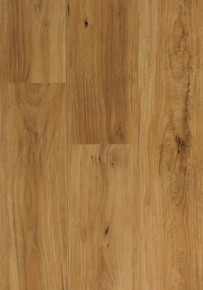 Blackbutt- Aqua