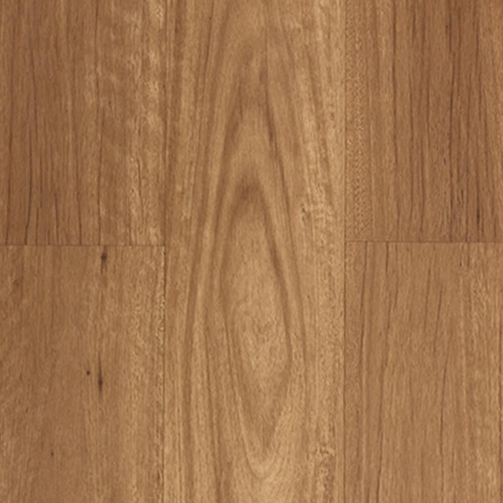 New England Blackbutt