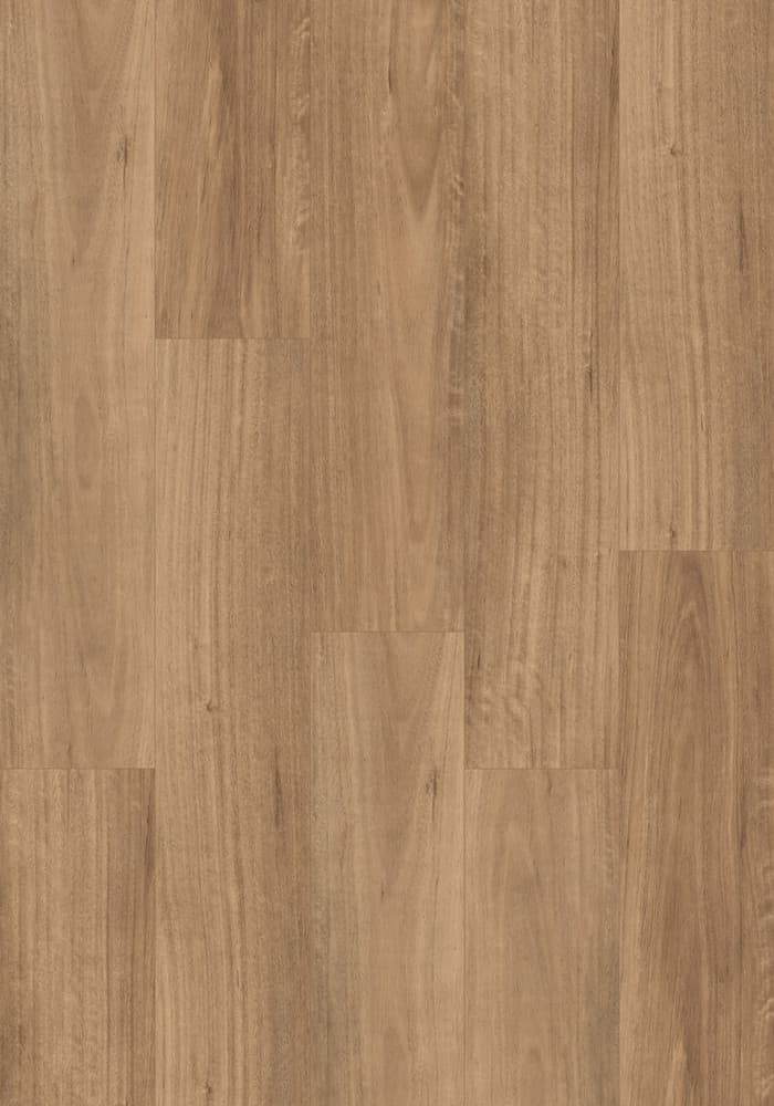 QLD Spotted Gum