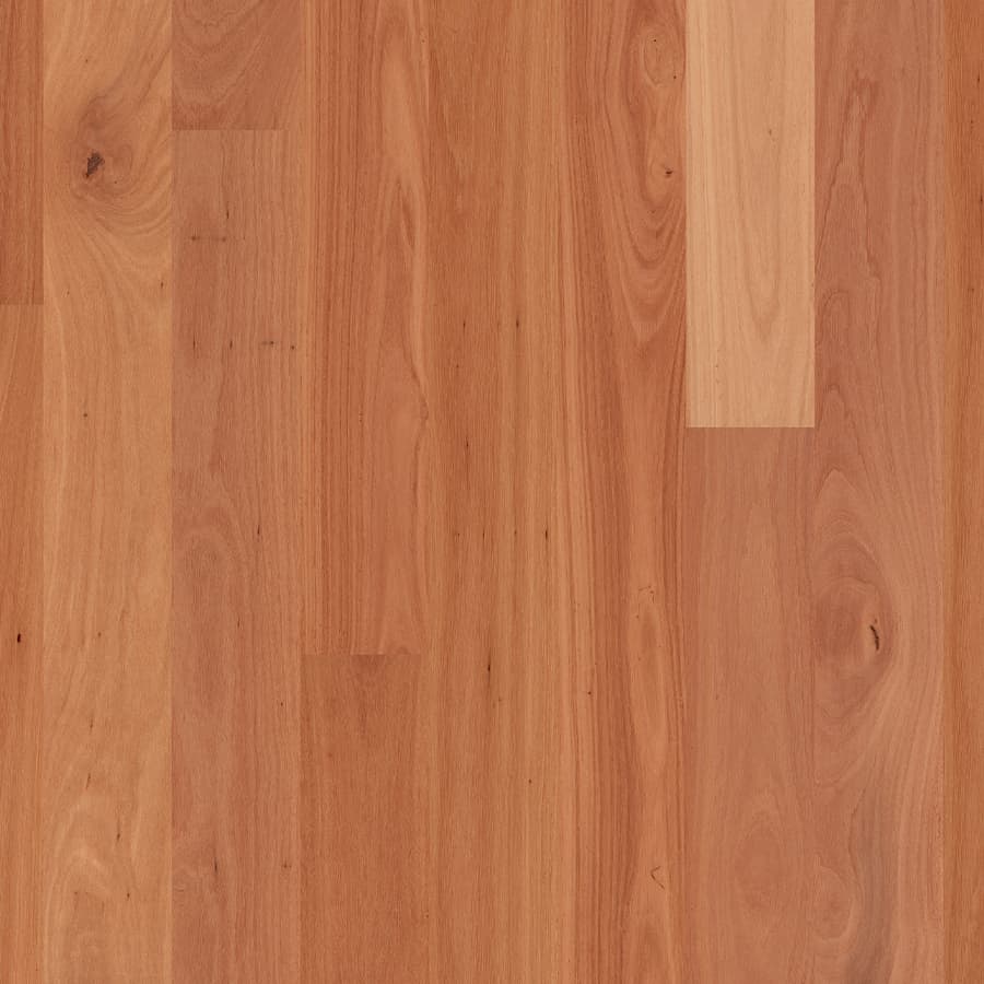 Sydney Blue Gum