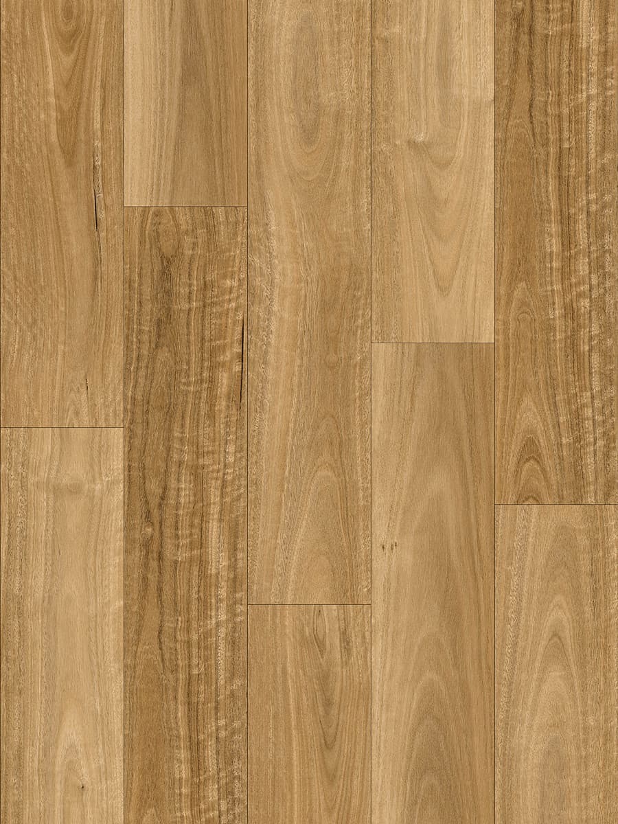 Highland Spotted Gum
