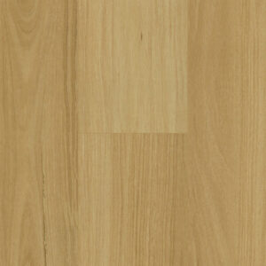 Blackbutt