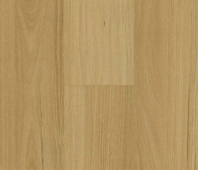 Blackbutt