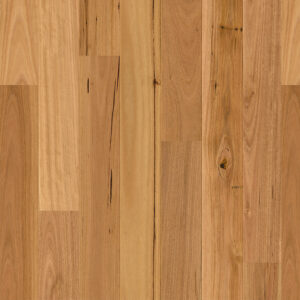 Blackbutt