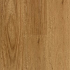 Coastal Blackbutt