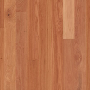 Sydney Blue Gum