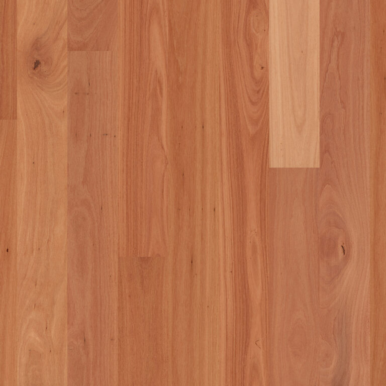 Sydney Blue Gum
