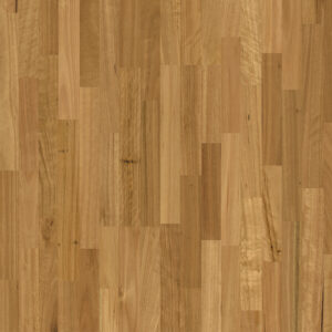 Blackbutt