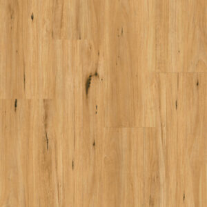 Coastal Blackbutt