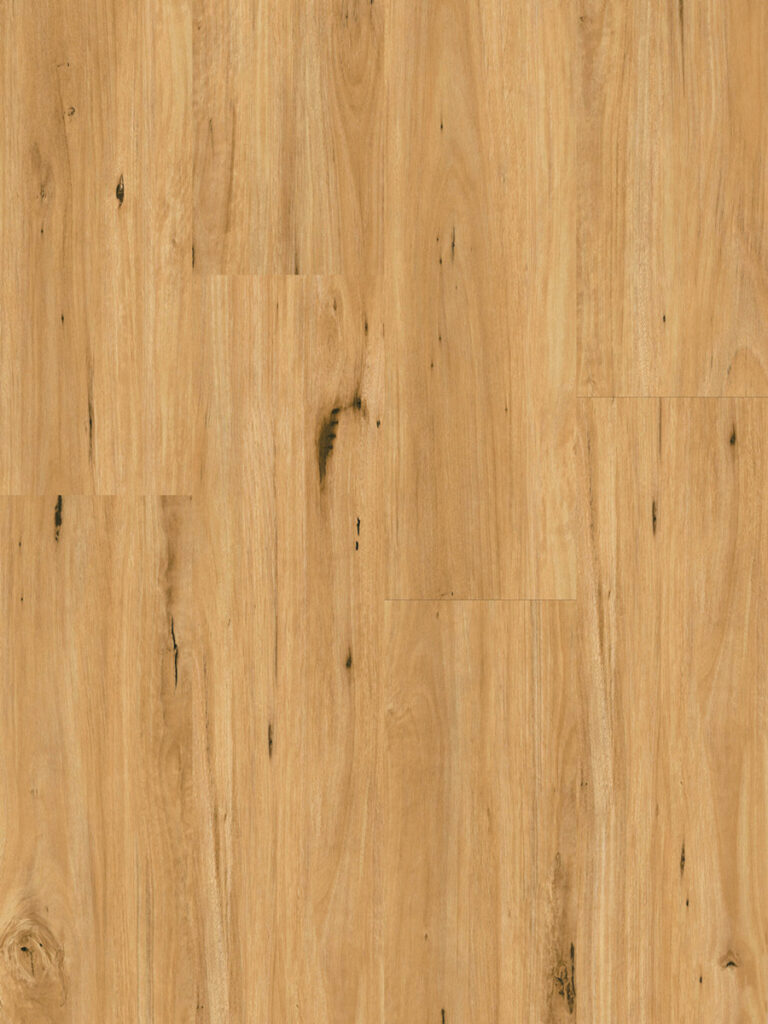 Coastal Blackbutt